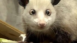 Schielendes Opossum avanciert zum Medienstar