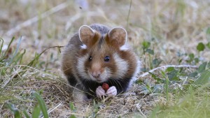 Und der Hamster? In der Toilette runtergespült