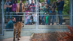 Wenn für Tiger ein neues Leben beginnt