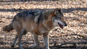 Wolfspaar auch in Osthessen nachgewiesen