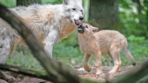 Polarwölfin Monja ist nicht mehr allein