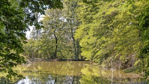 Wie der Regen im Waldboden bleiben kann