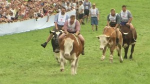 Halsbrecherisches Ochsenrennen