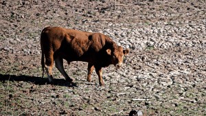 Mitten im Winter wird das Wasser in Spanien knapp