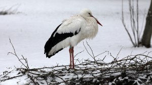 Darum überwintern immer mehr Störche in Deutschland