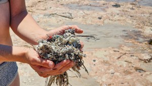 Was Mikroplastik im Körper anrichtet