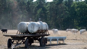 Graslandschaften besonders gefährdet vom Klimawandel