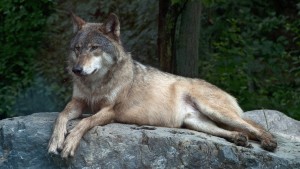 Wie der Wolf seinen Schrecken verliert