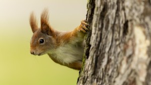 Für Eichhörnchen hat der Frühling schon begonnen