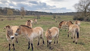 Aus dem Semi-Reservat in die Steppe