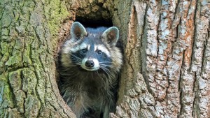 Waschbären bedrohen heimische Tierarten