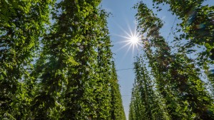 Weniger Hopfenernte durch den Klimawandel