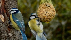 Tipps zur Vogelfütterung im Winter