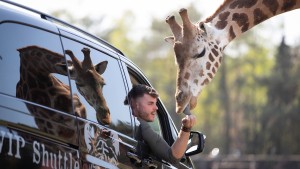 Zurück auf Safari in Stukenbrock