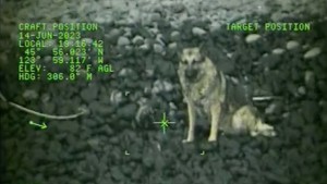 Amerikanische Küstenwache rettet Hund mit Hubschrauber