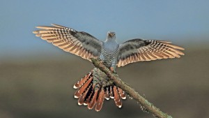 Wie Landwirtschaft und Klimawandel sich auf Kuckucke auswirken