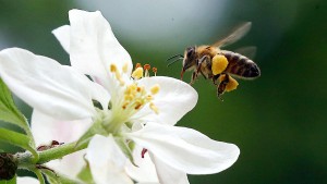 Was sind die Gründe für das Bienensterben?