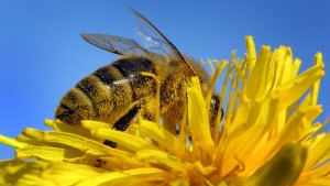 Sind Bayerns Bienen schon gerettet?