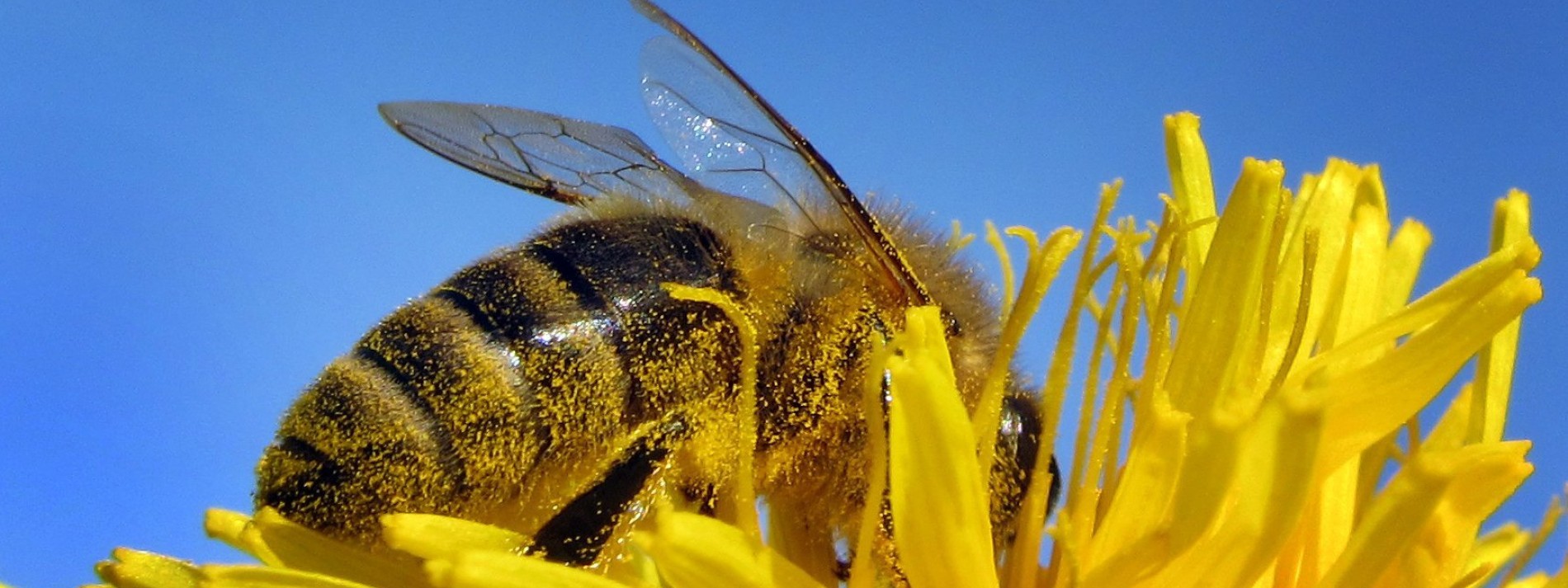 Sind Bayerns Bienen schon gerettet?