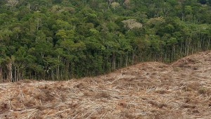 Amazonas-Abholzung auf niedrigstem Stand seit neun Jahren