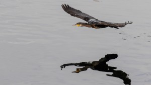 Ist dieser Vogel schuld am Kollaps der Felchen?