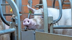 „Sie zwingen Landwirte zum Höfe-Suizid“