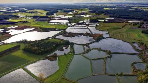 Der Fisch der Kaiser und der Bettelmänner