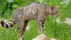 Vier Wildkatzen leben dauerhaft in der Wetterau