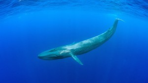 Blauwale sind vielfältiger als gedacht