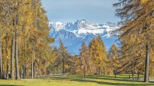 Die Heilkraft der Natur