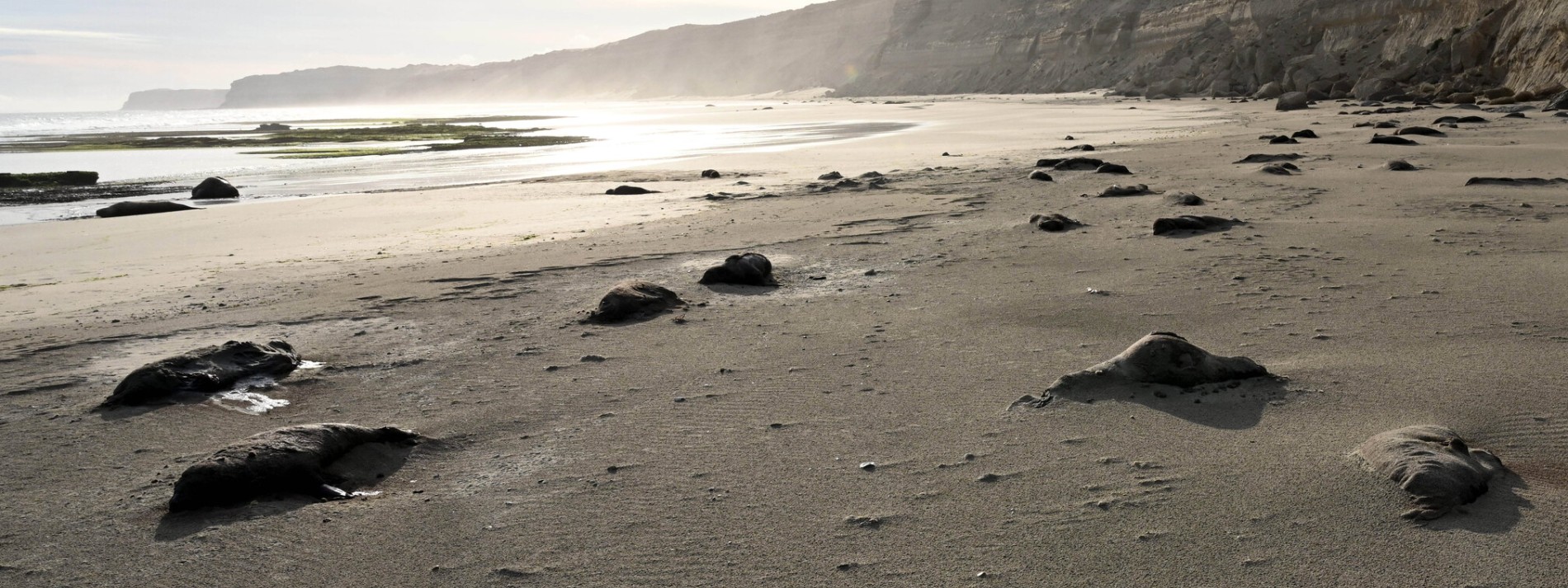 Ein Strand voller toter See-Elefanten