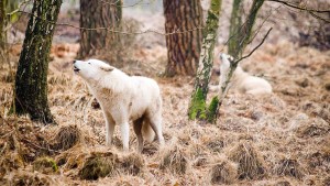 Pfauen, Elche und weiße Wölfe