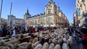 Tausende Schafe ziehen wieder durch Madrid