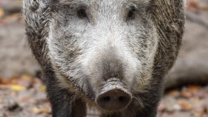 Wildschwein greift Fußgänger an