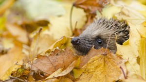 Eremit im Stachelkleid