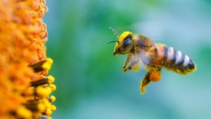 So teuer wird die Rettung der bayerischen Biene