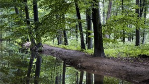 Wie geht es weiter mit dem heimischen Wald?