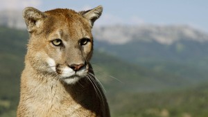 Jogger erwürgt Puma bei Angriff