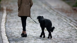 Hunde bringen mehr Steuern als Gewerbe