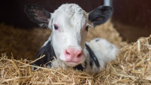 Warum ein Kalb nur noch 7,89 Euro kostet