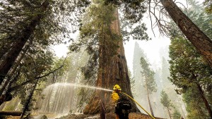 Riesenmammutbäume in Kalifornien von Waldbränden bedroht