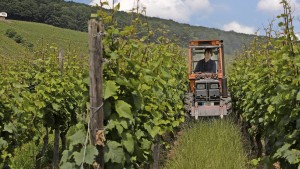 Wetterkapriolen und jede Menge Schadpilze