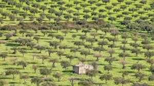 Wie die Mafia die Landwirtschaft untergräbt