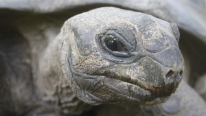 Was denkt sie sich diese Riesenschildkröte?