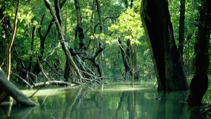 Für den Untergang der Natur ist viel Geld da