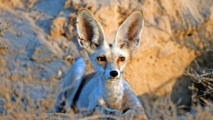 Warum die Verwaltung auf Tiernamen setzt