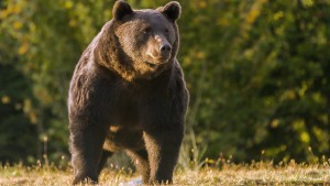 Bär reißt in Bayern zwei Schafe