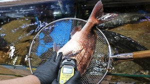 Fisch aus Fukushima darf wieder nach Europa