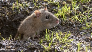 Warum Hausratten ihre Verwandten fürchten müssen