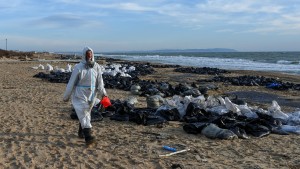 Ölkatastrophe löst Delfinsterben aus